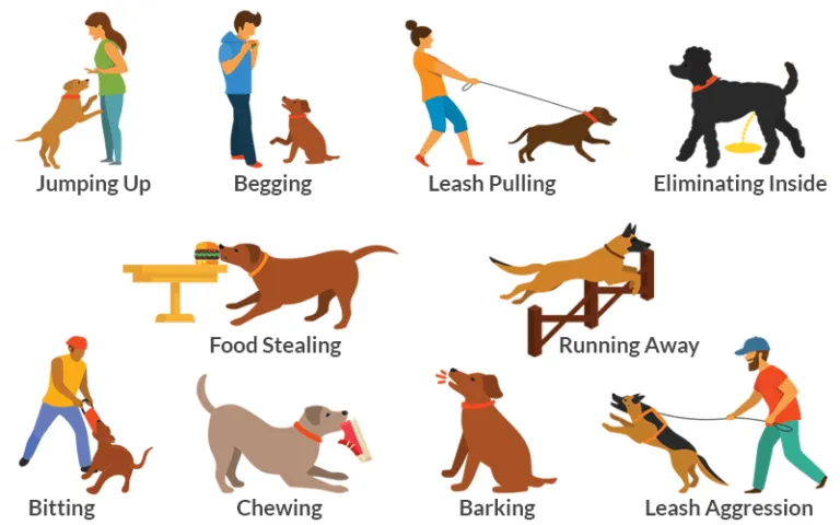 Dog Behavior Problems: Complete Beginner Guide