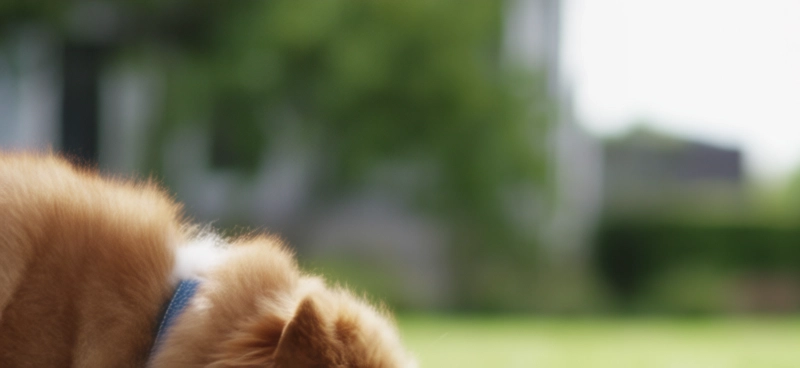 Dog on leash