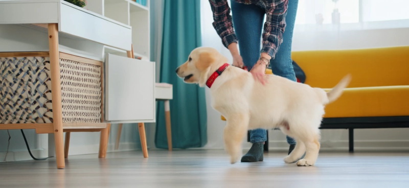 How to Potty Train a Puppy in 7 Days: A Beginner’s Step-by-Step Guide