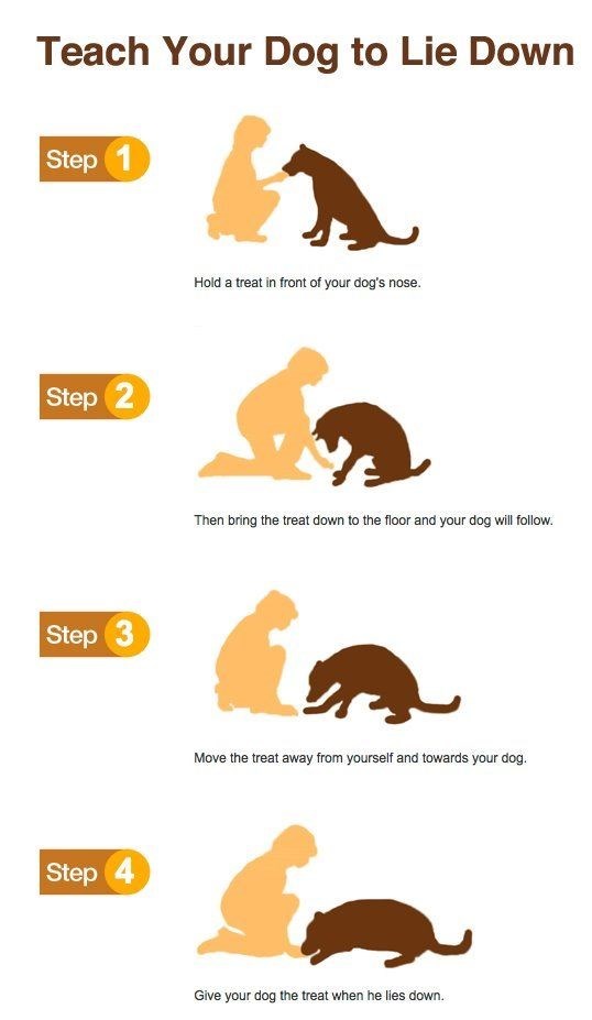 Tips on How to Train Your Dog: A Complete Guide for Dog Owners