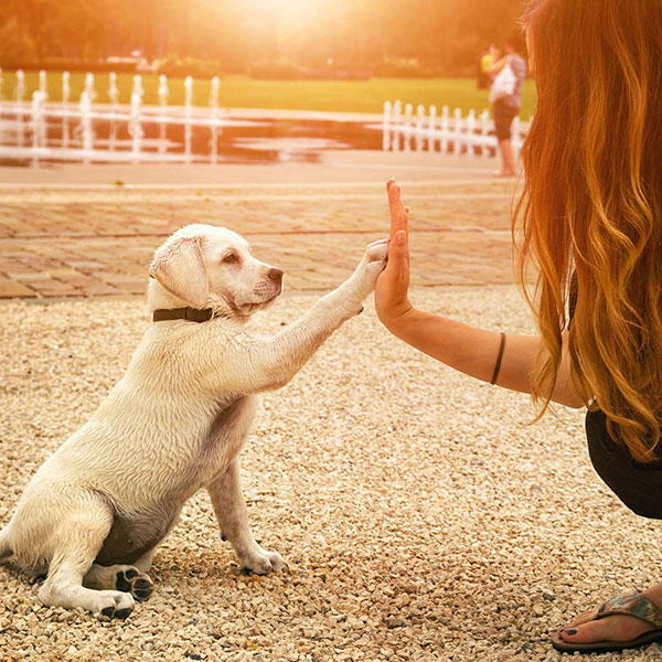 Dog High Five