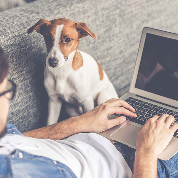 Dog Looking at Laptop